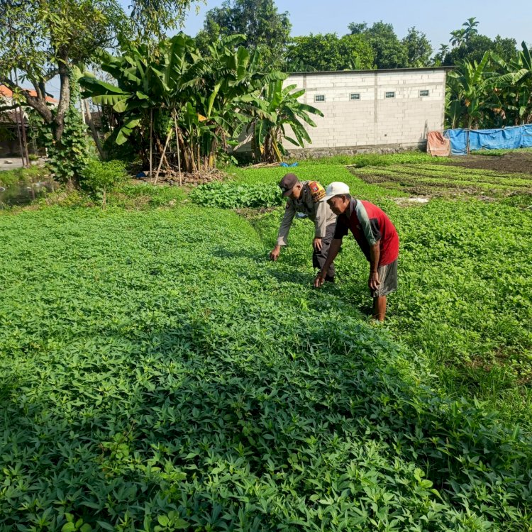 Polsek Wonoayu Polresta Sidoarjo Tinjau Progres Pekarangan Bergizi untuk Dukung Ketahanan Pangan